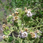 phacelia ramosissima var latifolia